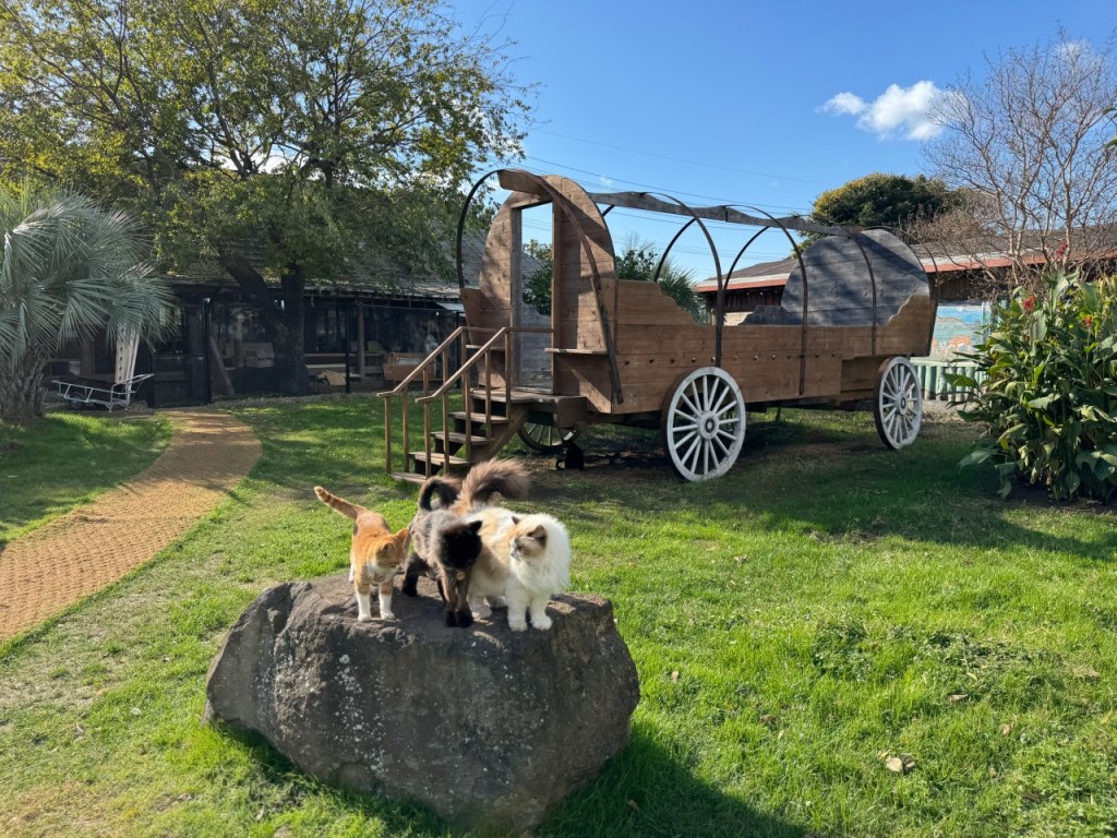 韓国旅行で行きたい！話題の猫カフェおすすめ5選