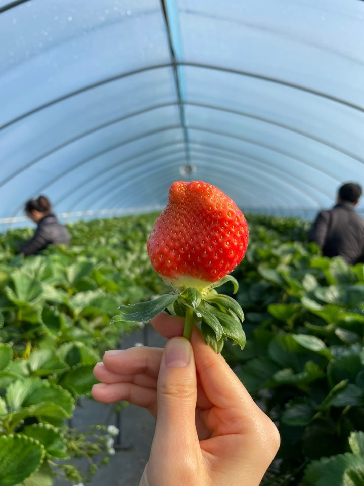 🍓 【韓国冬旅】いちご狩り＆絶景カフェ！ソウル近郊の「甘～い」日帰り旅行ガイド (予約リンク付)